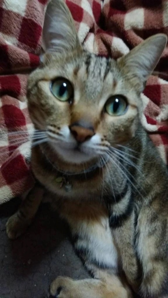 こんにちは。｜写メ日記｜直江｜鶯谷 一般デリヘル 鶯谷デッドボール