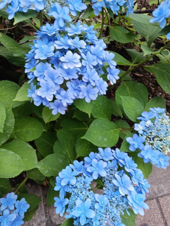 今日も貴方にありがとう😍❤️｜写メ日記｜上園（うえぞの）｜鶯谷 一般デリヘル 鶯谷デッドボール