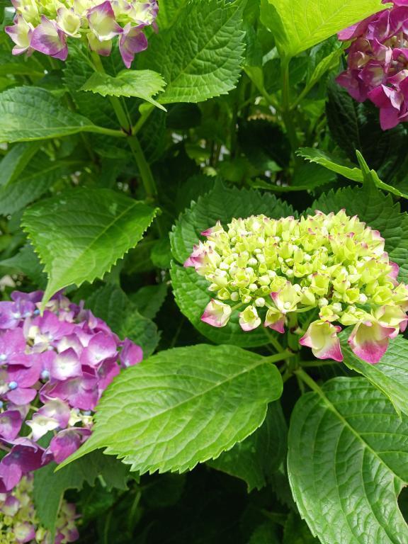 明日、６月６日(金)から出勤😍❤️💛｜写メ日記｜上園（うえぞの）｜鶯谷 一般デリヘル 鶯谷デッドボール