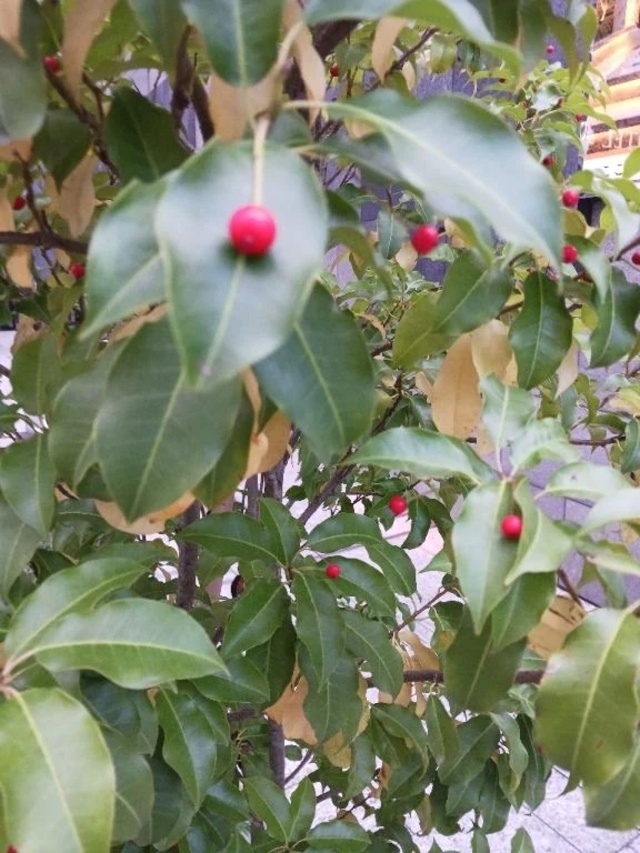 １１月７日(金)出勤になりました😍❤️💛｜写メ日記｜上園（うえぞの）｜鶯谷 一般デリヘル 鶯谷デッドボール