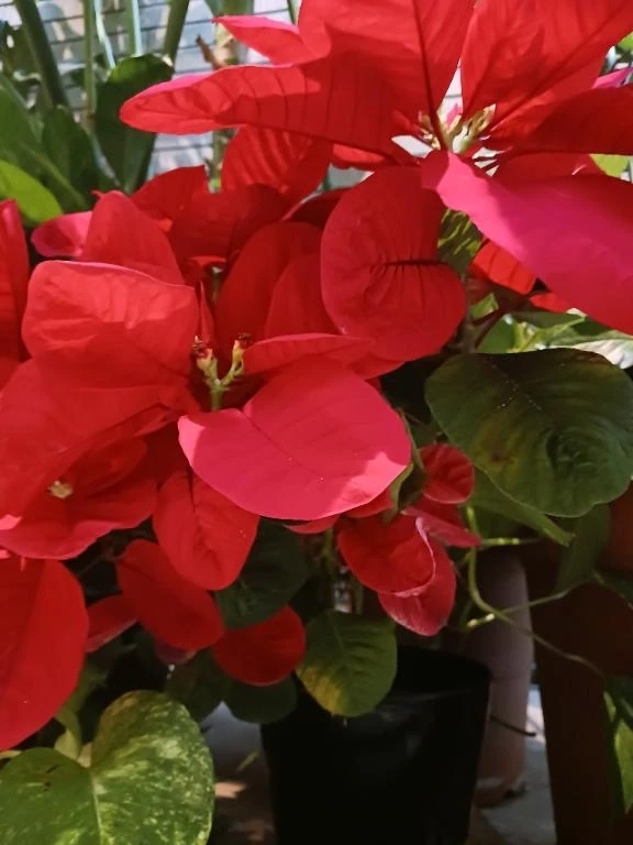 ❤️出勤予定１月８日(木)～14日(水)まで💛｜写メ日記｜上園（うえぞの）｜鶯谷 一般デリヘル 鶯谷デッドボール