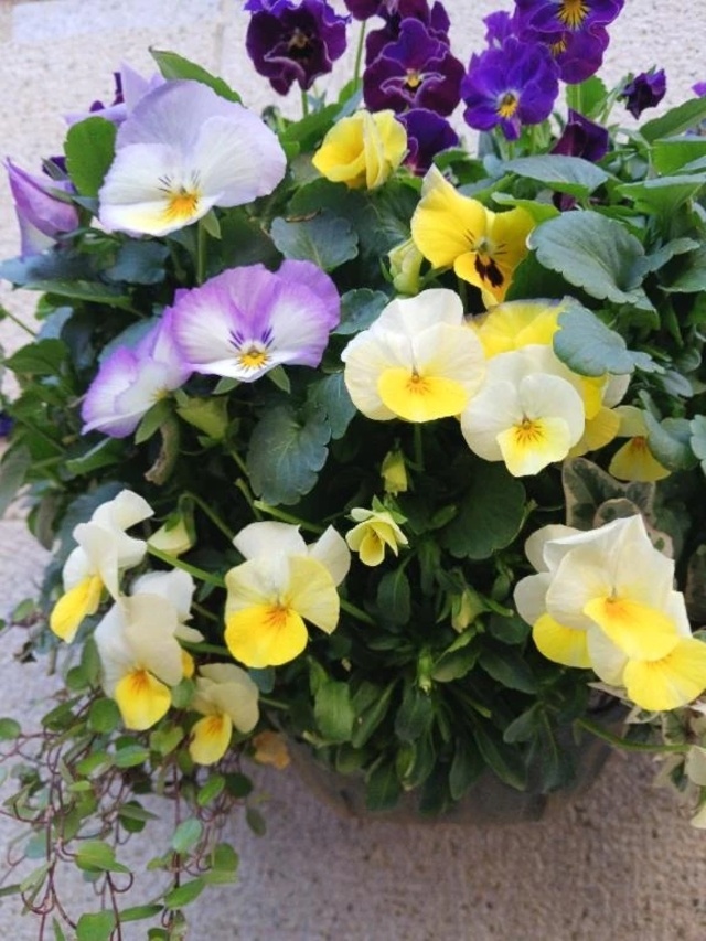 今日も貴方にありがとう❤️｜写メ日記｜上園（うえぞの）｜鶯谷 一般デリヘル 鶯谷デッドボール