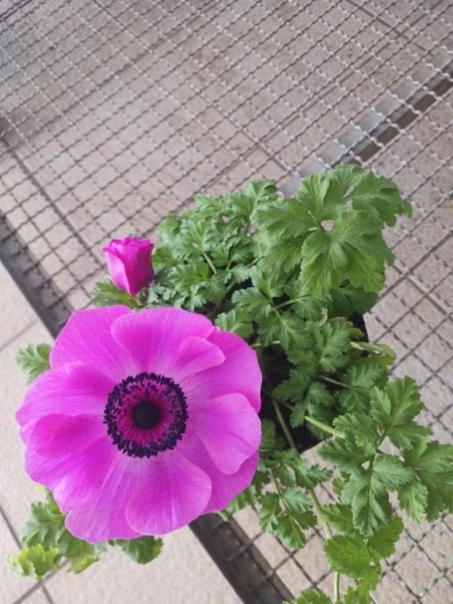 【お礼写メ日記】hiro5108様｜写メ日記｜上園（うえぞの）｜鶯谷 一般デリヘル 鶯谷デッドボール