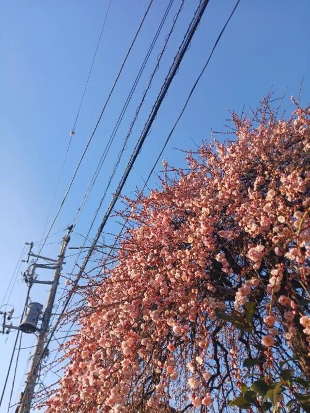 春ご飯🍚｜写メ日記｜上園（うえぞの）｜鶯谷 一般デリヘル 鶯谷デッドボール