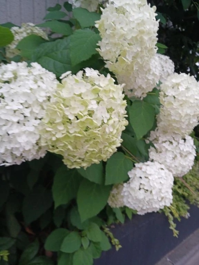 紫陽花｜写メ日記｜上園（うえぞの）｜鶯谷 一般デリヘル 鶯谷デッドボール