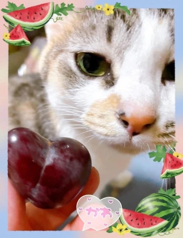 🍇🐈🐾🍇｜写メ日記｜本間｜鶯谷 一般デリヘル 鶯谷デッドボール