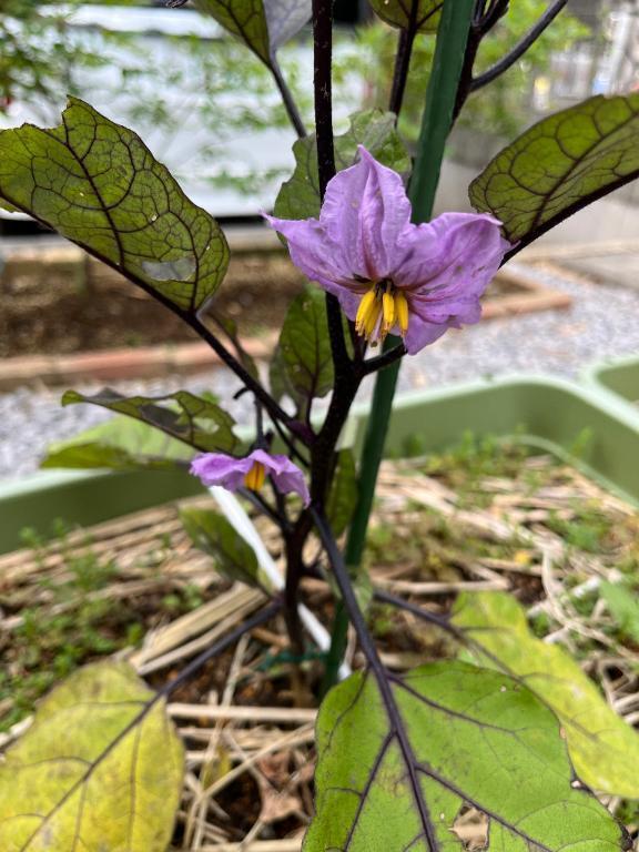 有難うございます｜写メ日記｜桧山(ひやま)｜鶯谷 一般デリヘル 鶯谷デッドボール
