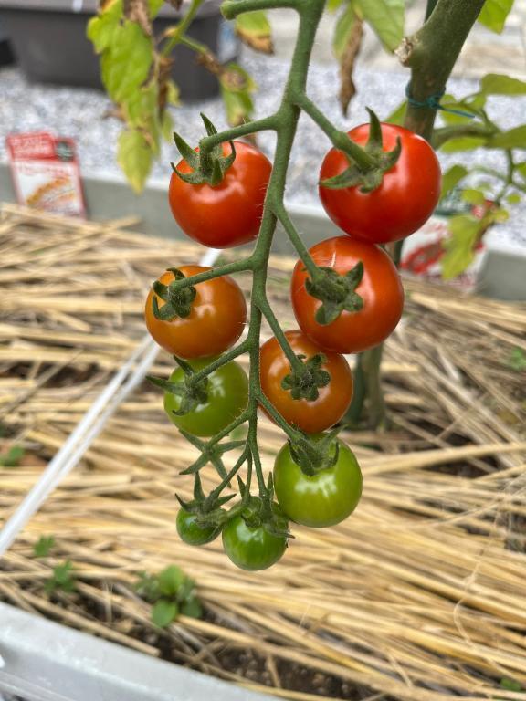 おはようございます｜写メ日記｜桧山(ひやま)｜鶯谷 一般デリヘル 鶯谷デッドボール