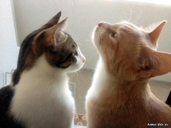 最終日(*•̀ㅂ•́)و✧｜写メ日記｜鎌田｜鶯谷 一般デリヘル 鶯谷デッドボール