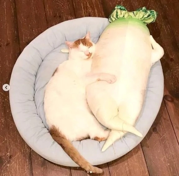 終了〰｜写メ日記｜チェリー｜鶯谷 一般デリヘル 鶯谷デッドボール