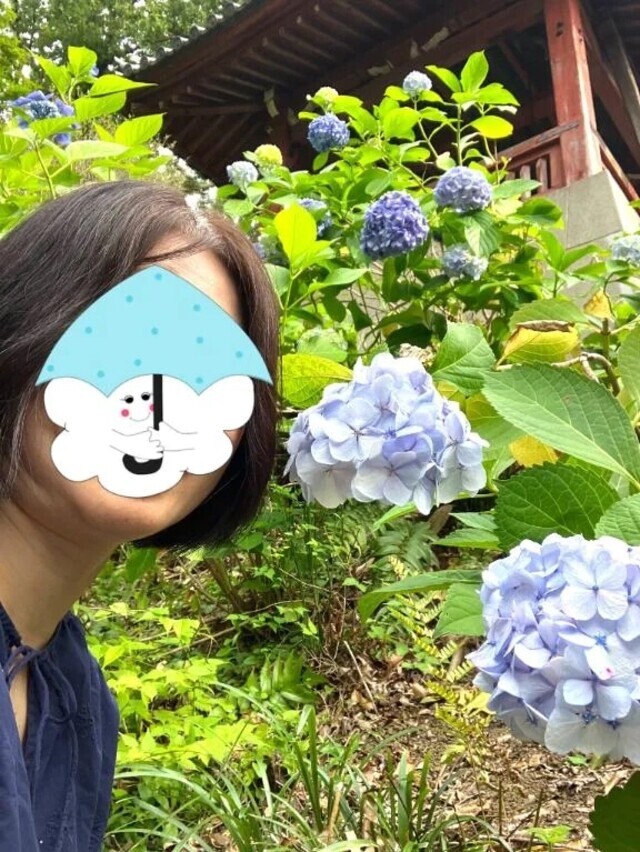 私とあじさい
