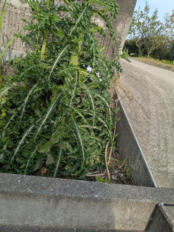 土・日出ますよ〜｜写メ日記｜八木｜鶯谷 一般デリヘル 鶯谷デッドボール