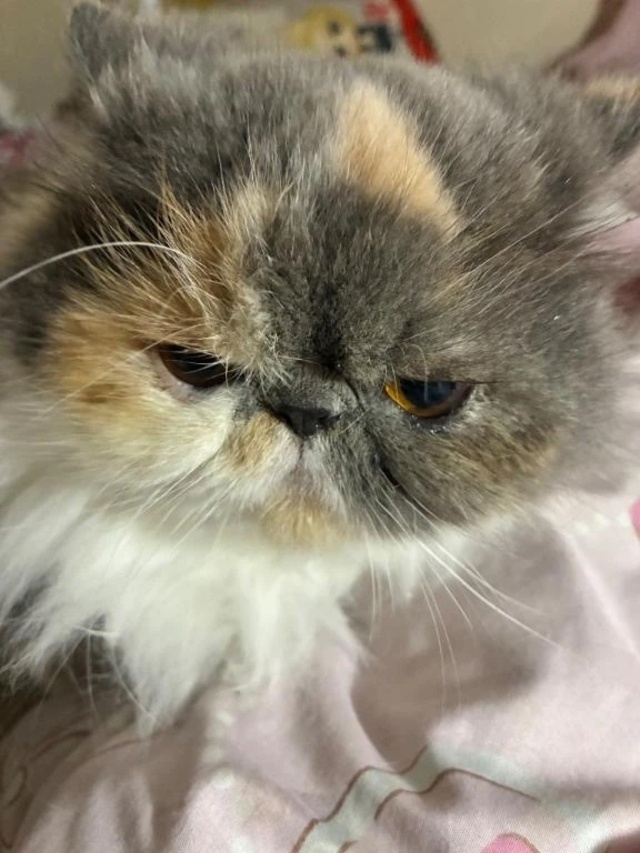 ブチギレ娘🐱｜写メ日記｜凪(なぎ)｜鶯谷 一般デリヘル 鶯谷デッドボール