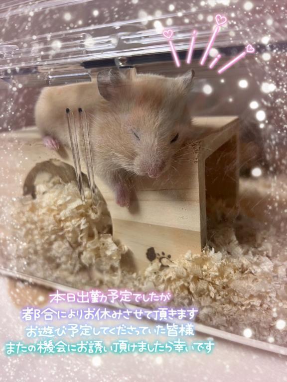 やっぱり｜写メ日記｜岩貞｜鶯谷 一般デリヘル 鶯谷デッドボール
