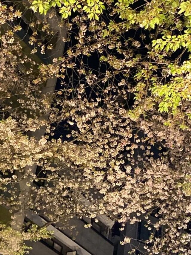 最後の夜桜🌸かな？｜写メ日記｜上野｜鶯谷 一般デリヘル 鶯谷デッドボール