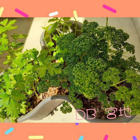 お洗濯日和🧺｜写メ日記｜宮地｜鶯谷 一般デリヘル 鶯谷デッドボール