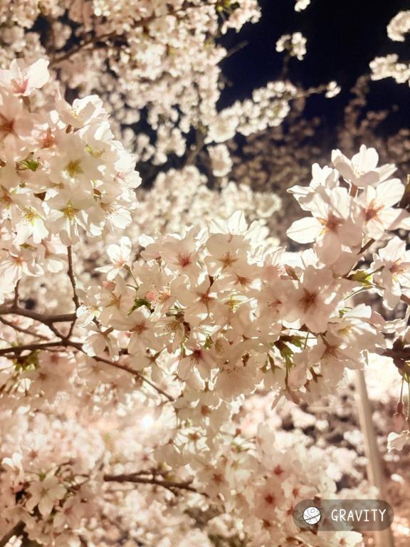 こんにちは✨｜写メ日記｜秋元｜鶯谷 一般デリヘル 鶯谷デッドボール