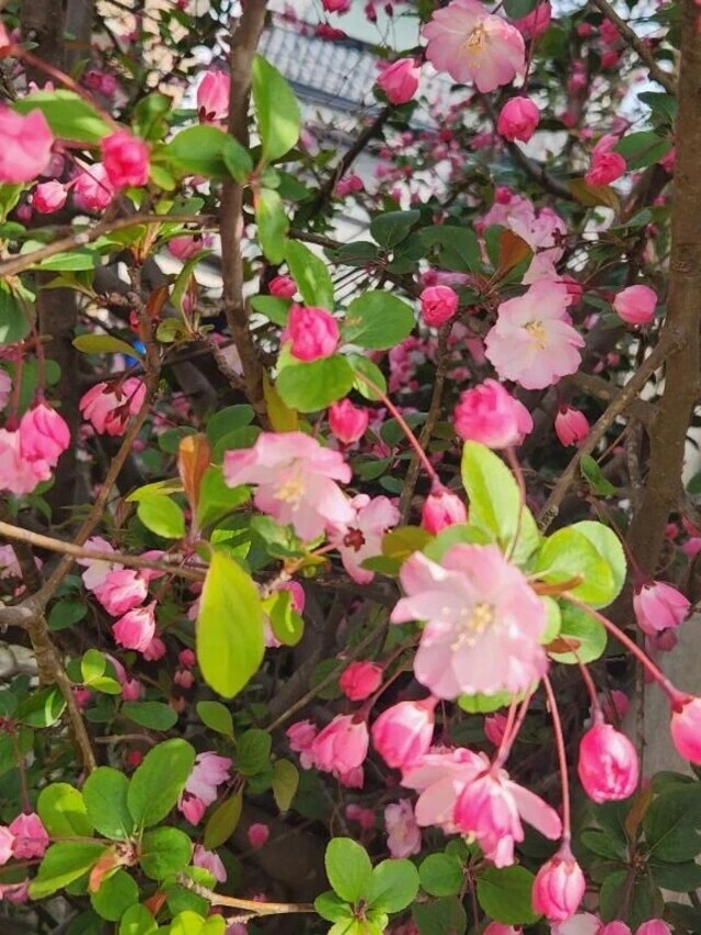 やめて欲しいよっっ