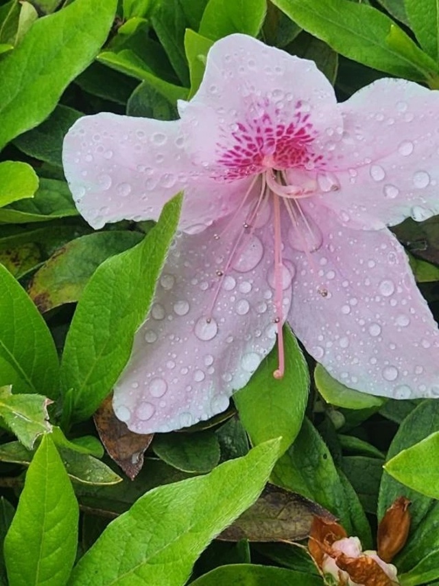 やることない٩( 🔥ω🔥 )و｜写メ日記｜畔柳(くろやなぎ)｜鶯谷 一般デリヘル 鶯谷デッドボール