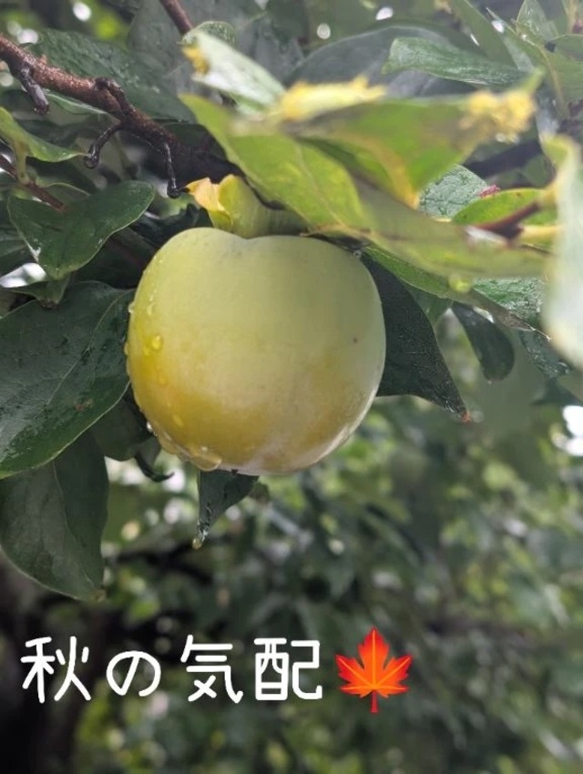 小さい秋みーつけた👀🍁｜写メ日記｜岩下｜鶯谷 一般デリヘル 鶯谷デッドボール