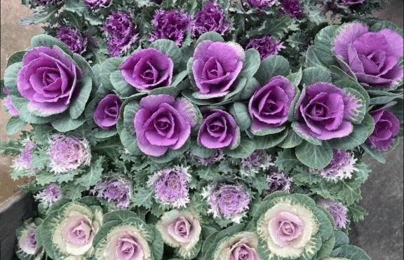 おはようございます｜写メ日記｜香田｜鶯谷 一般デリヘル 鶯谷デッドボール