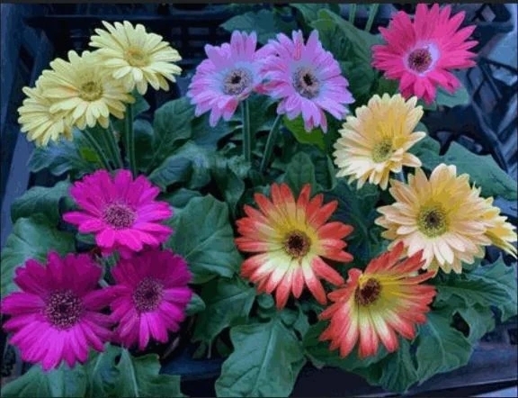 おはようございます｜写メ日記｜香田｜鶯谷 一般デリヘル 鶯谷デッドボール