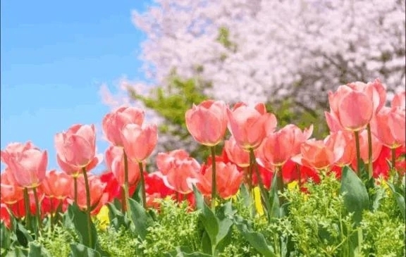 こんにちは｜写メ日記｜香田｜鶯谷 一般デリヘル 鶯谷デッドボール