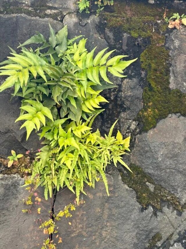 三月になりまし｜写メ日記｜ヤング｜鶯谷 一般デリヘル 鶯谷デッドボール