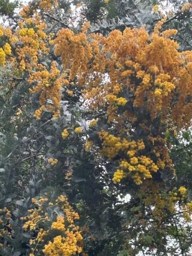 ミモザ発見🥰｜写メ日記｜ヤング｜鶯谷 一般デリヘル 鶯谷デッドボール