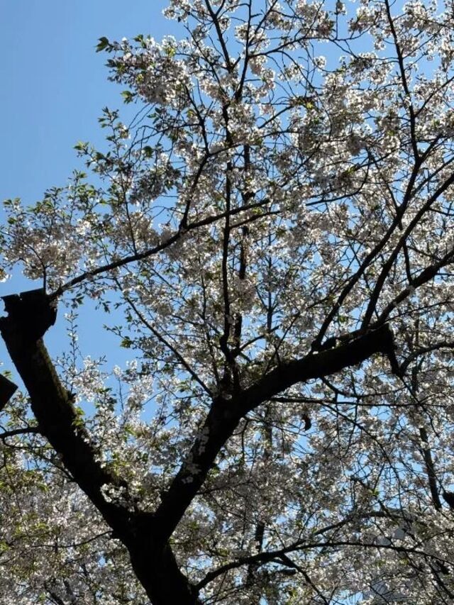 すっきり晴晴｜写メ日記｜ヤング｜鶯谷 一般デリヘル 鶯谷デッドボール