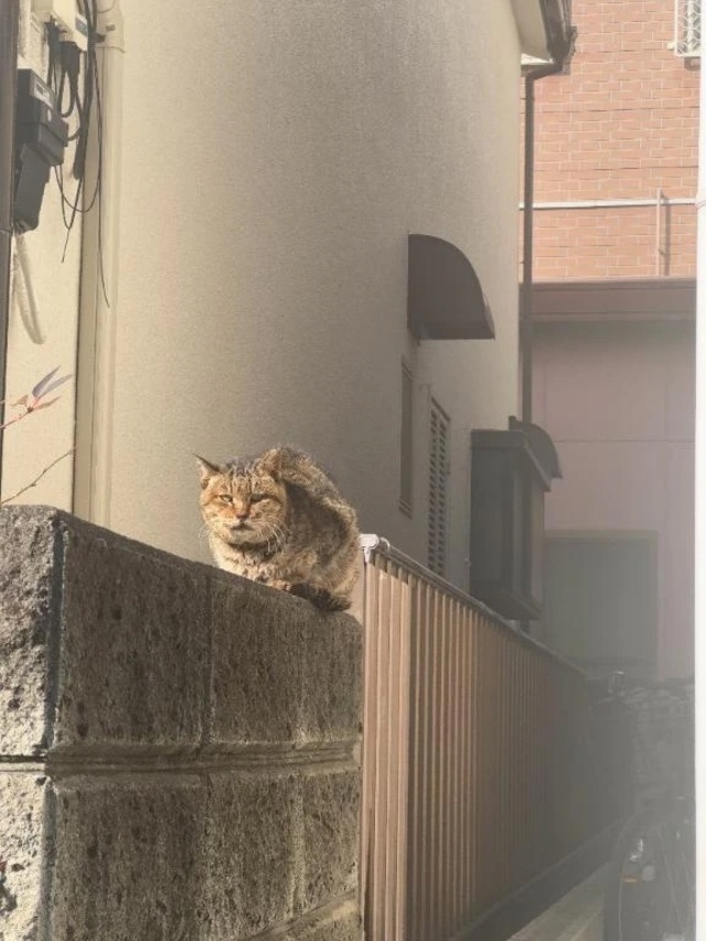 にゃあ｜写メ日記｜小山｜鶯谷 一般デリヘル 鶯谷デッドボール