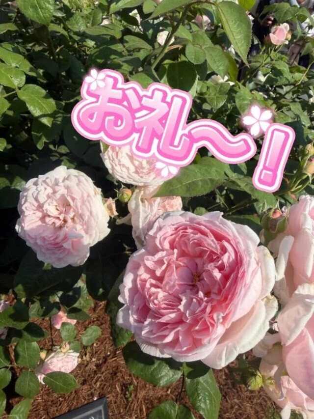昨日2日のお礼💌Mさん♡｜写メ日記｜小山｜鶯谷 一般デリヘル 鶯谷デッドボール