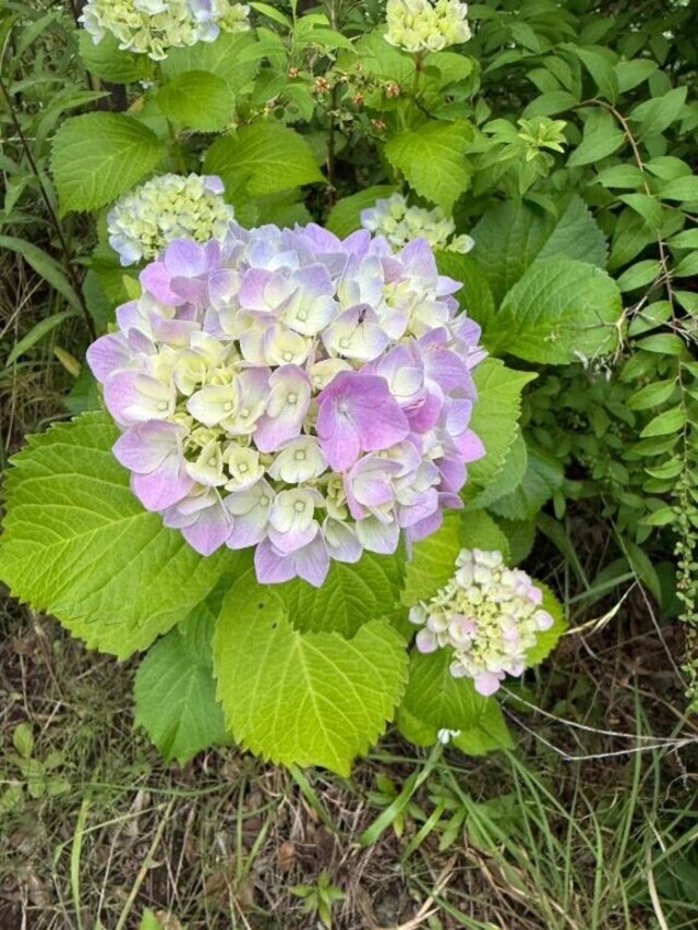 ☁️く☁️も☁️り☁️｜写メ日記｜武内｜鶯谷 一般デリヘル 鶯谷デッドボール