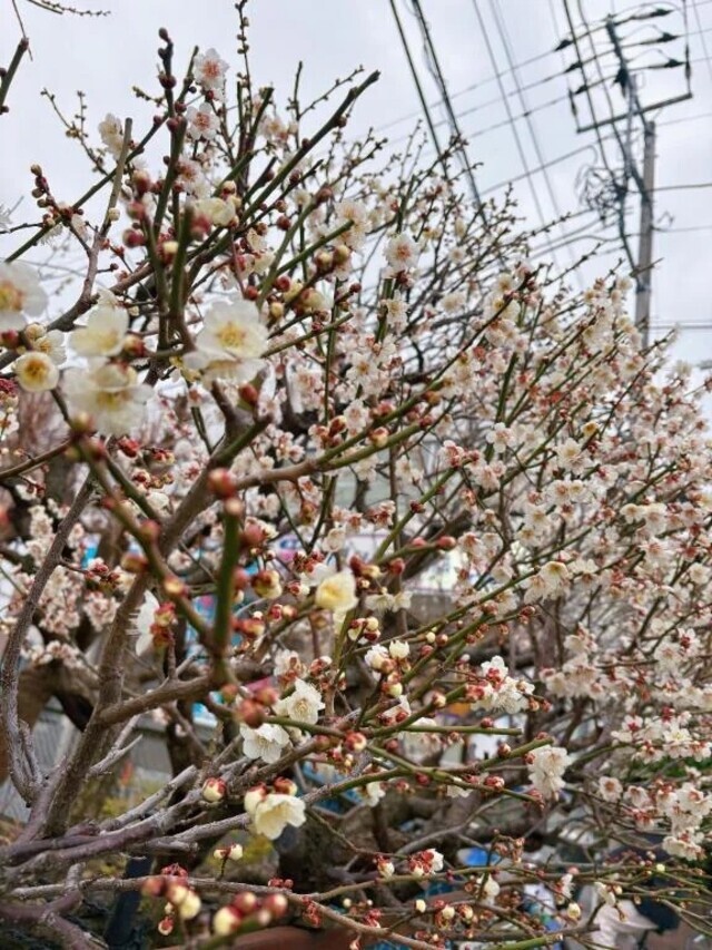 春が近いね〜｜写メ日記｜坪井｜鶯谷 一般デリヘル 鶯谷デッドボール