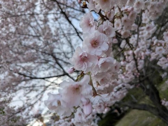 雪国にも春が、桜が咲きました。｜写メ日記｜ヤフーレ｜鶯谷 一般デリヘル 鶯谷デッドボール