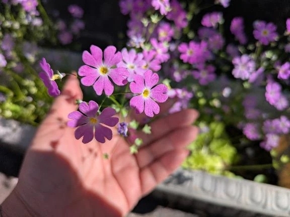 明日登板します〜｜写メ日記｜栗原｜鶯谷 一般デリヘル 鶯谷デッドボール