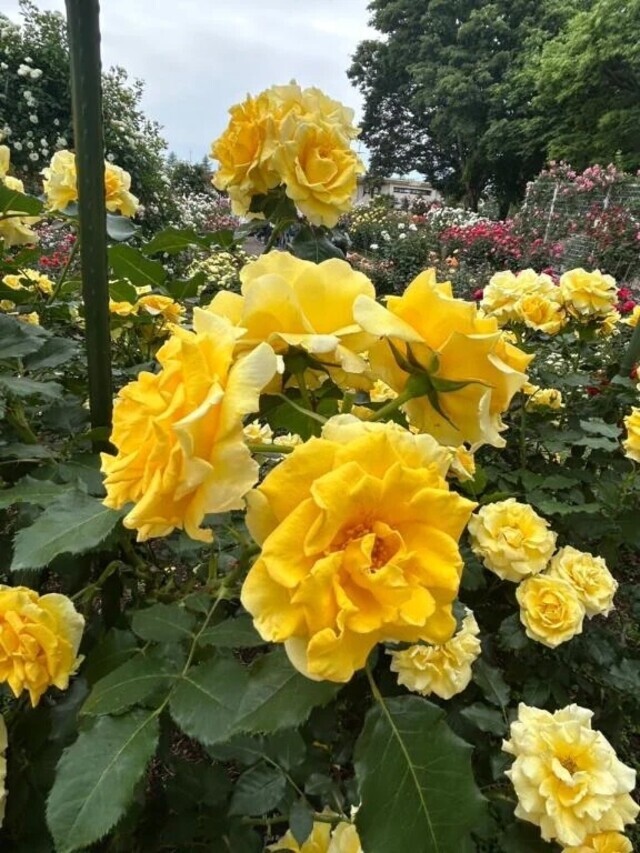 5回目｜写メ日記｜小和田(こわだ)｜鶯谷 一般デリヘル 鶯谷デッドボール