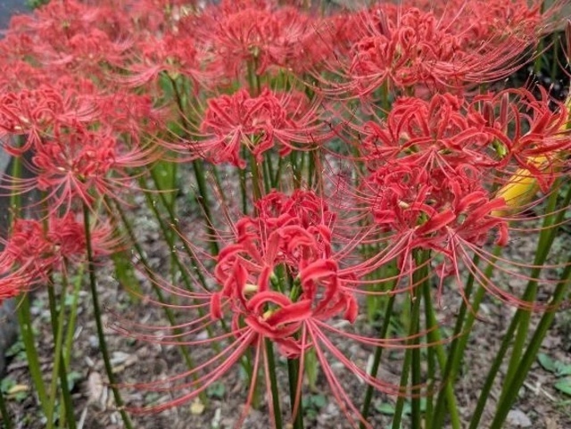 曼珠沙華｜写メ日記｜豆田｜鶯谷 一般デリヘル 鶯谷デッドボール
