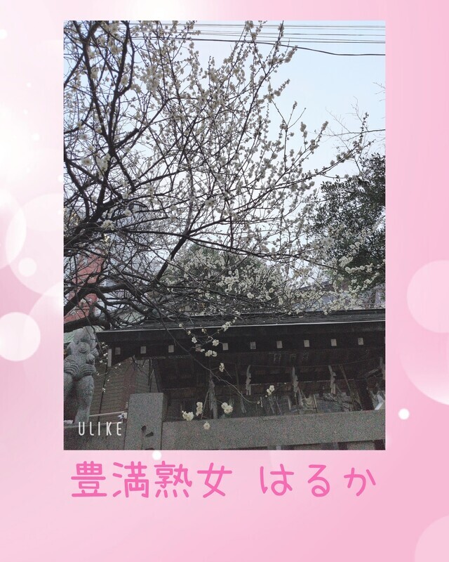 咲いてる｜写メ日記｜はるか｜鶯谷 ぽっちゃりデリヘル 豊満熟女