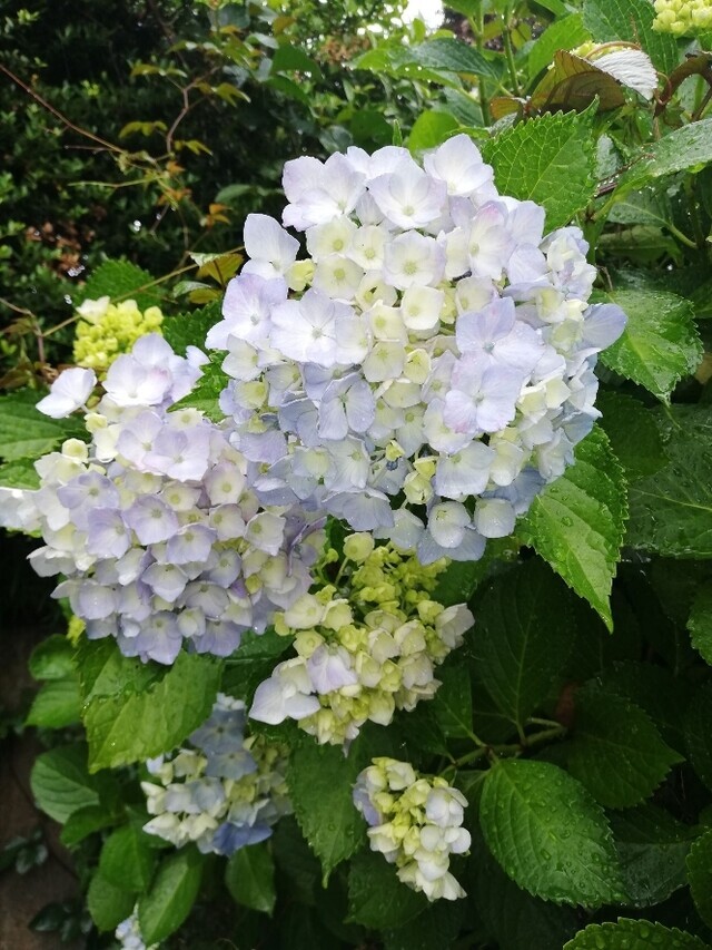 したたる汗｜写メ日記｜りょう｜鶯谷 ぽっちゃりデリヘル 豊満熟女