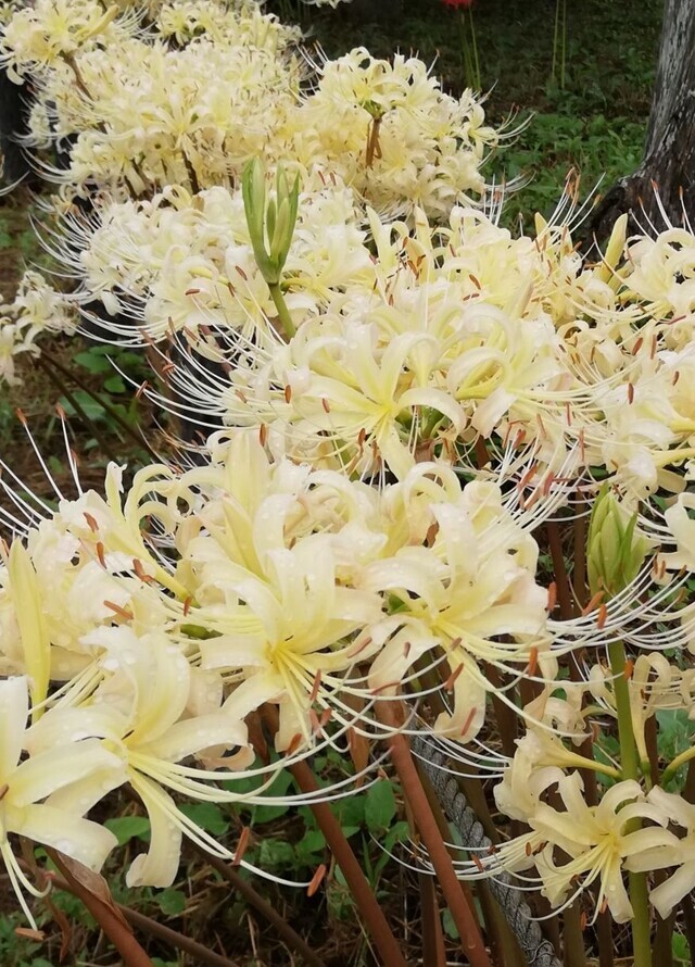 9月１日