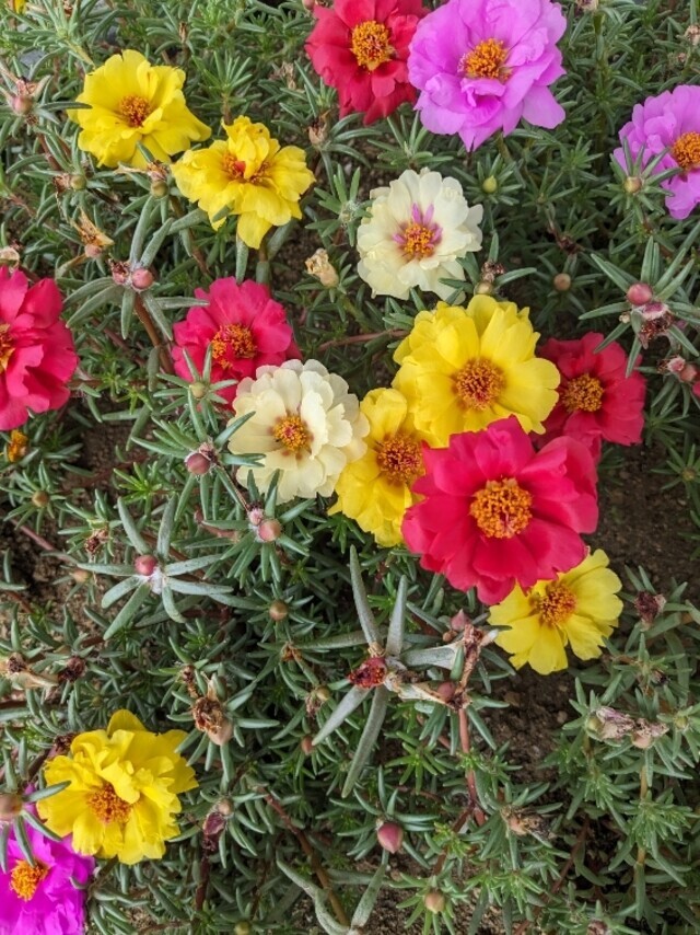 ありがとうございます