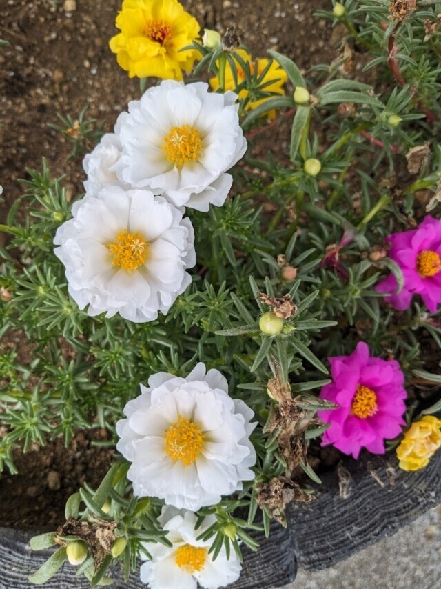 感謝です｜写メ日記｜りょう｜鶯谷 ぽっちゃりデリヘル 豊満熟女