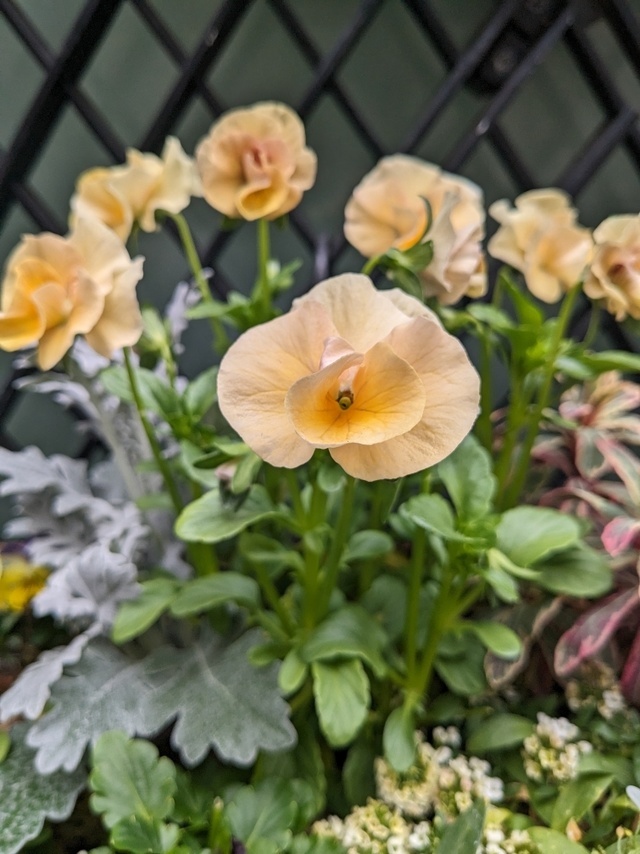 感謝感激｜写メ日記｜りょう｜鶯谷 ぽっちゃりデリヘル 豊満熟女
