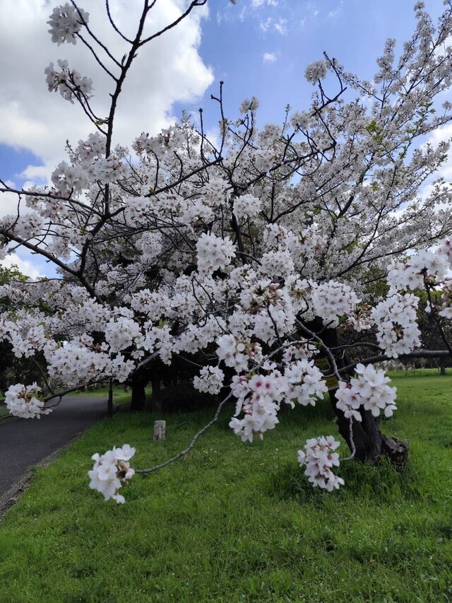 ありがとうございます