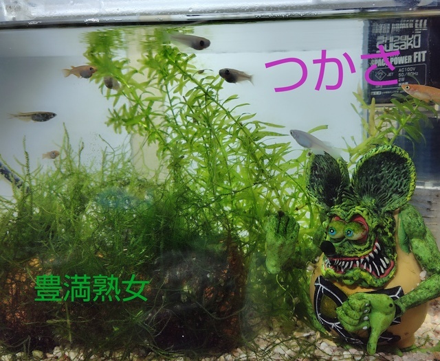 つかさです