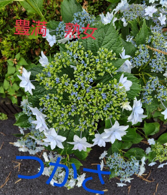 出勤します｜写メ日記｜つかさ｜鶯谷 ぽっちゃりデリヘル 豊満熟女