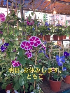 夏到来かな？？｜写メ日記｜ともこ｜鶯谷 ぽっちゃりデリヘル 豊満熟女