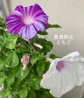 おっきくなっちゃった今日は12時〜待ってます