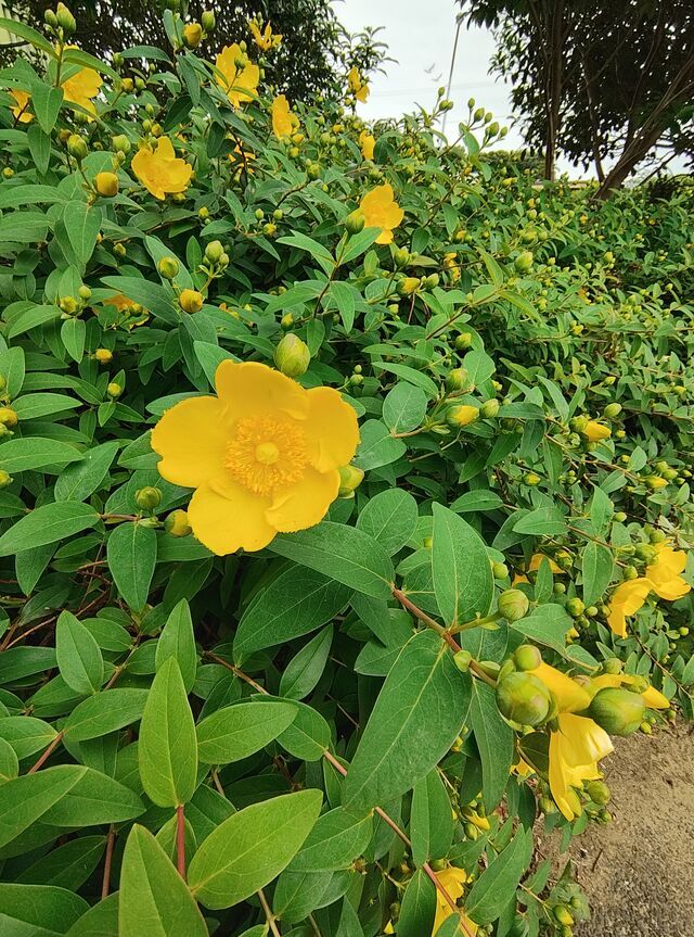 心よりありがとうございました
